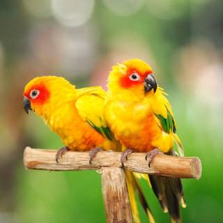 Parrots wallpaper