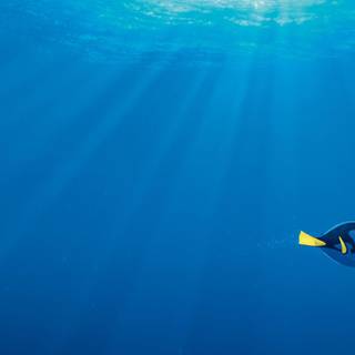 Finding Dory wallpaper