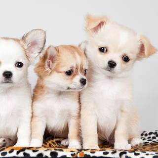 Puppies wallpaper