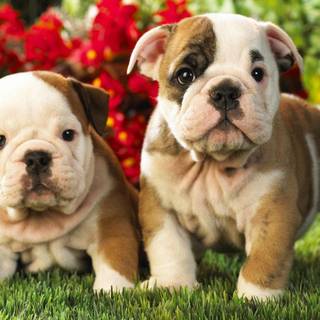 Puppies wallpaper