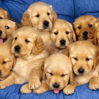 Puppies wallpaper
