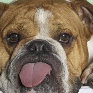 English Bulldog wallpaper