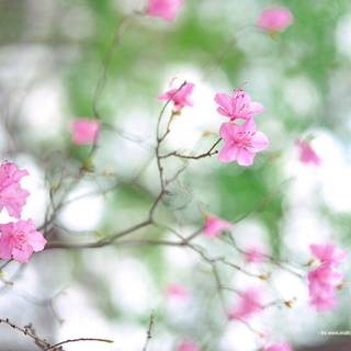 Season spring wallpaper