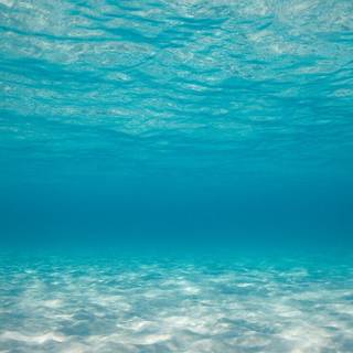 Under the sea wallpaper