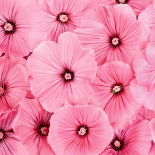 Pink flowers wallpaper