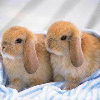 Baby Bunny wallpaper