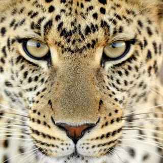Cheetahs wallpaper