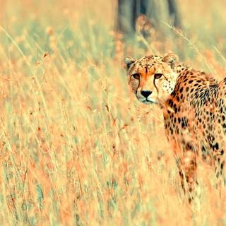 Cheetahs wallpaper