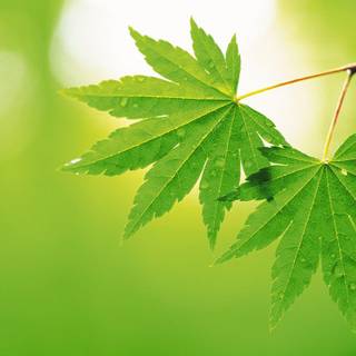 Environment wallpaper