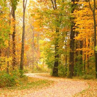 Trail wallpaper
