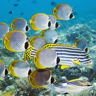 Under sea wallpaper