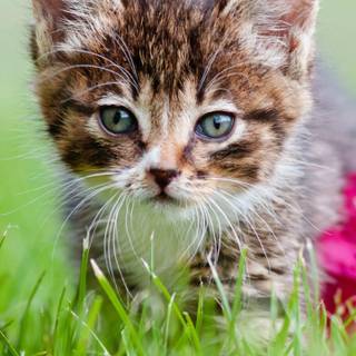 Samsung Galaxy S6 wallpaper