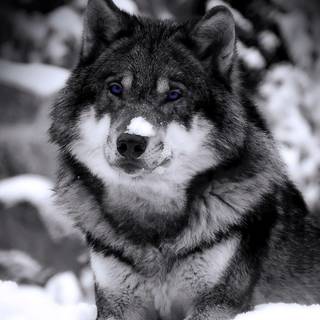 Siberian Huskies wallpaper