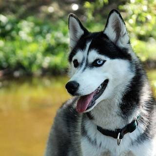 Siberian Huskies wallpaper