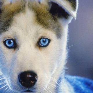 Husky puppies wallpaper