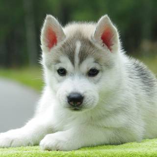 Husky puppies wallpaper