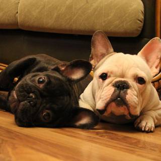 French Bulldog wallpaper