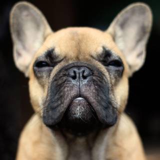 French Bulldog wallpaper