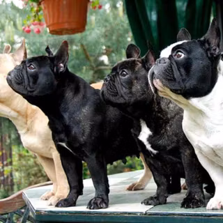 French Bulldog wallpaper