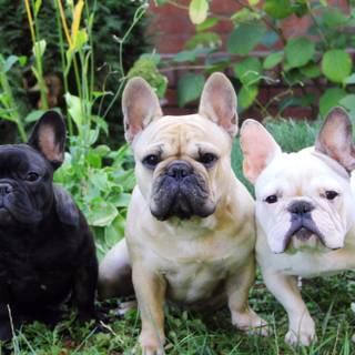 French Bulldog wallpaper