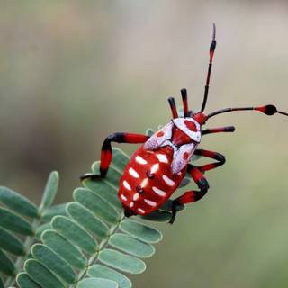 Insects wallpaper
