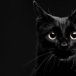 Black cats wallpaper