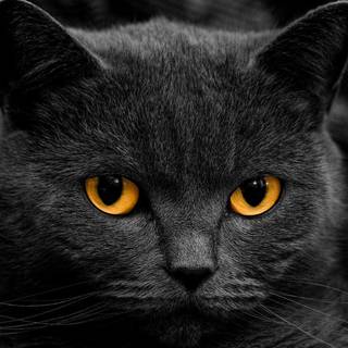 Black cats wallpaper