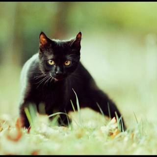 Black cats wallpaper