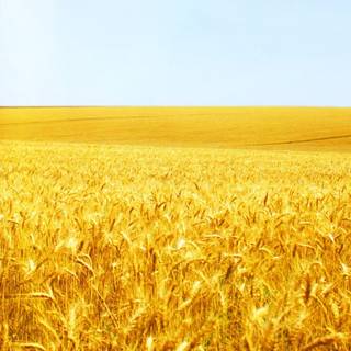 Wheat wallpaper