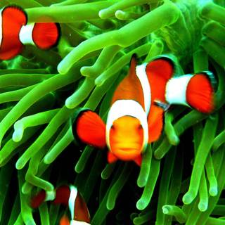 Samsung Galaxy Note 5 wallpaper