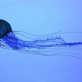 Glowing jellyfish wallpaper