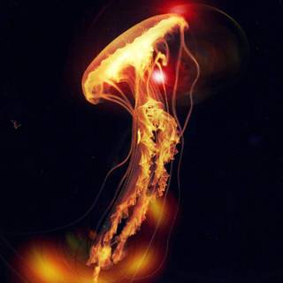 Glowing jellyfish wallpaper