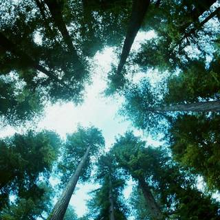 Tree of Life wallpaper