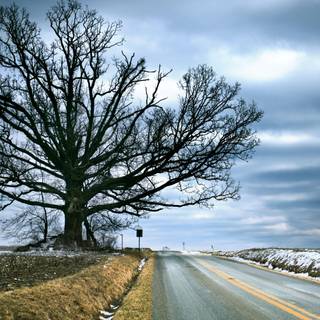 Tree of Life wallpaper