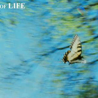 Tree of Life wallpaper