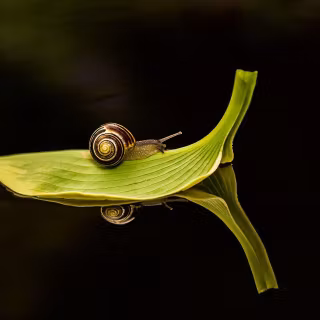 Snail wallpaper