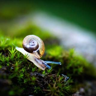 Snail wallpaper