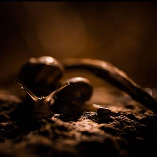 Snail wallpaper