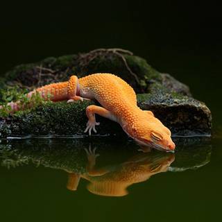 Lizards wallpaper