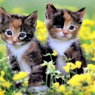 Tortoiseshell cat wallpaper