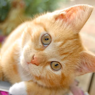 Tortoiseshell cat wallpaper