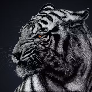 Black tiger wallpaper