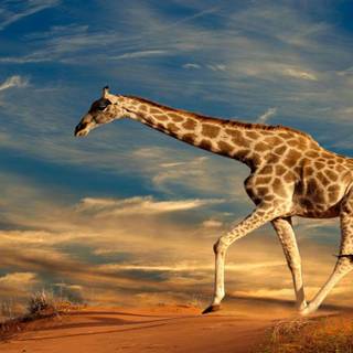 Giraffes wallpaper