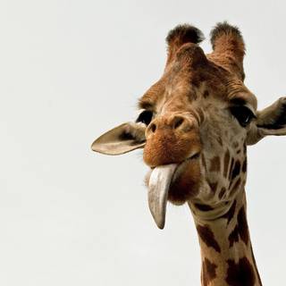 Giraffes wallpaper