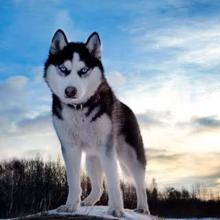 Huskies wallpaper