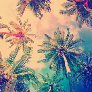 Palms wallpaper