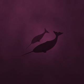 Narwhal wallpaper