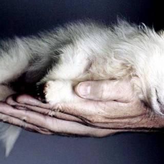 Baby wolves wallpaper