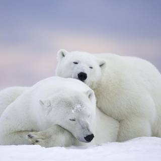 Polar bears wallpaper