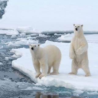 Polar bears wallpaper